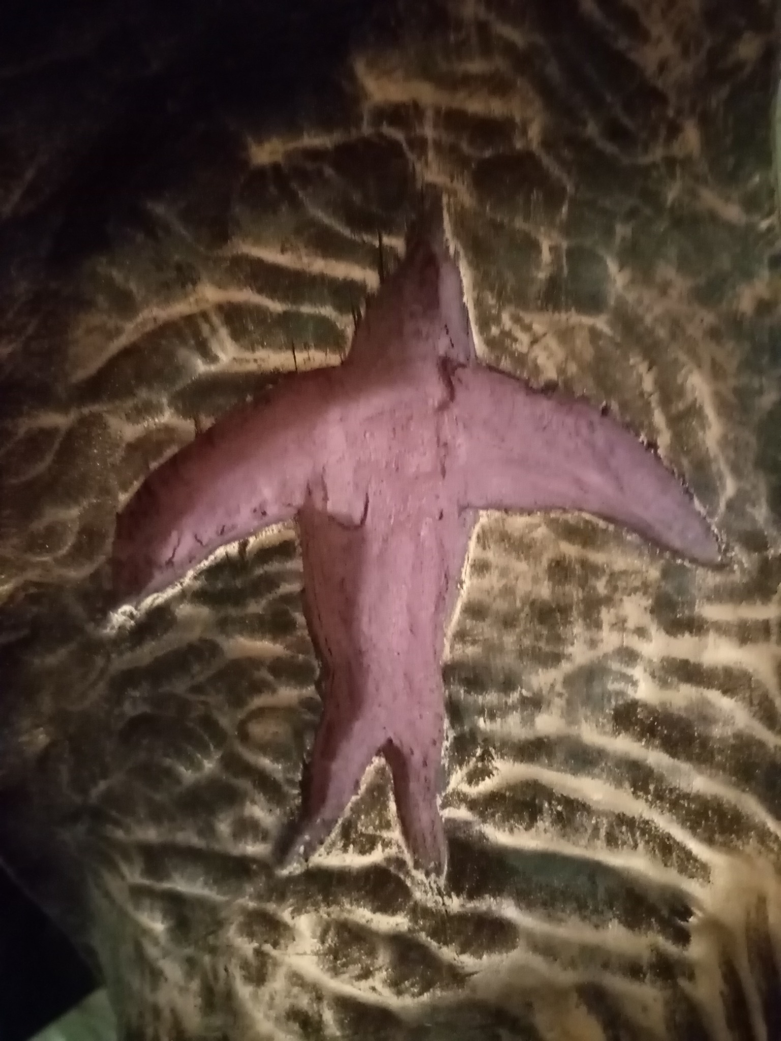Pigmented Swift form carved into the timber surface